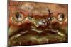 Close-Up of a European Crab Face Showing its Eyes (Cancer Pagurus), Atlantic Ocean.-Reinhard Dirscherl-Mounted Photographic Print