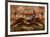 Close-Up of a European Crab Face Showing its Eyes (Cancer Pagurus), Atlantic Ocean.-Reinhard Dirscherl-Framed Photographic Print