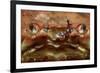 Close-Up of a European Crab Face Showing its Eyes (Cancer Pagurus), Atlantic Ocean.-Reinhard Dirscherl-Framed Photographic Print