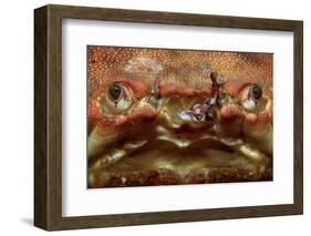 Close-Up of a European Crab Face Showing its Eyes (Cancer Pagurus), Atlantic Ocean.-Reinhard Dirscherl-Framed Photographic Print