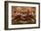 Close-Up of a European Crab Face Showing its Eyes (Cancer Pagurus), Atlantic Ocean.-Reinhard Dirscherl-Framed Photographic Print