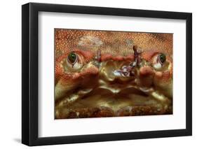 Close-Up of a European Crab Face Showing its Eyes (Cancer Pagurus), Atlantic Ocean.-Reinhard Dirscherl-Framed Photographic Print