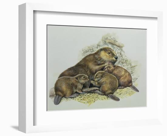 Close-Up of a Female Beaver Lying with its Young (Castor Fiber)-null-Framed Giclee Print