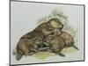 Close-Up of a Female Beaver Lying with its Young (Castor Fiber)-null-Mounted Giclee Print