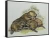 Close-Up of a Female Beaver Lying with its Young (Castor Fiber)-null-Framed Stretched Canvas