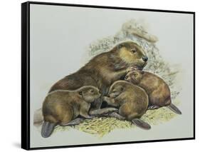 Close-Up of a Female Beaver Lying with its Young (Castor Fiber)-null-Framed Stretched Canvas