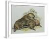 Close-Up of a Female Beaver Lying with its Young (Castor Fiber)-null-Framed Giclee Print