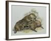 Close-Up of a Female Beaver Lying with its Young (Castor Fiber)-null-Framed Giclee Print