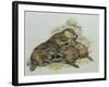 Close-Up of a Female Beaver Lying with its Young (Castor Fiber)-null-Framed Giclee Print