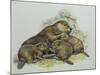 Close-Up of a Female Beaver Lying with its Young (Castor Fiber)-null-Mounted Giclee Print