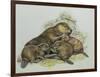 Close-Up of a Female Beaver Lying with its Young (Castor Fiber)-null-Framed Premium Giclee Print