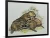 Close-Up of a Female Beaver Lying with its Young (Castor Fiber)-null-Framed Premium Giclee Print