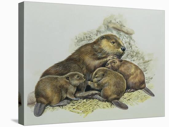 Close-Up of a Female Beaver Lying with its Young (Castor Fiber)-null-Stretched Canvas