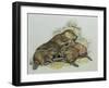 Close-Up of a Female Beaver Lying with its Young (Castor Fiber)-null-Framed Giclee Print