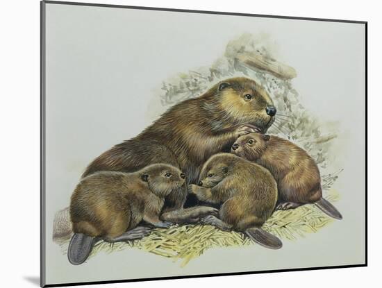 Close-Up of a Female Beaver Lying with its Young (Castor Fiber)-null-Mounted Giclee Print