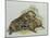 Close-Up of a Female Beaver Lying with its Young (Castor Fiber)-null-Mounted Giclee Print