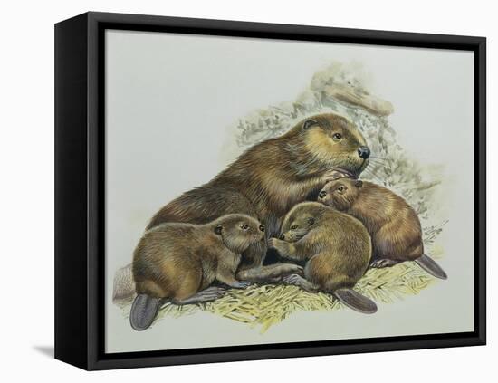 Close-Up of a Female Beaver Lying with its Young (Castor Fiber)-null-Framed Stretched Canvas