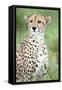 Close-Up of a Female Cheetah (Acinonyx Jubatus) in a Forest, Ndutu, Ngorongoro, Tanzania-null-Framed Stretched Canvas