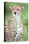 Close-Up of a Female Cheetah (Acinonyx Jubatus) in a Forest, Ndutu, Ngorongoro, Tanzania-null-Stretched Canvas