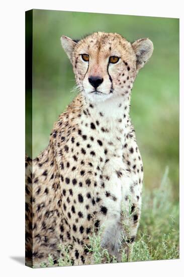 Close-Up of a Female Cheetah (Acinonyx Jubatus) in a Forest, Ndutu, Ngorongoro, Tanzania-null-Stretched Canvas