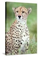 Close-Up of a Female Cheetah (Acinonyx Jubatus) in a Forest, Ndutu, Ngorongoro, Tanzania-null-Stretched Canvas