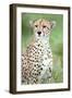 Close-Up of a Female Cheetah (Acinonyx Jubatus) in a Forest, Ndutu, Ngorongoro, Tanzania-null-Framed Premium Photographic Print