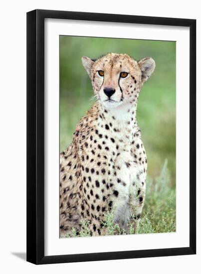 Close-Up of a Female Cheetah (Acinonyx Jubatus) in a Forest, Ndutu, Ngorongoro, Tanzania-null-Framed Premium Photographic Print