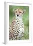 Close-Up of a Female Cheetah (Acinonyx Jubatus) in a Forest, Ndutu, Ngorongoro, Tanzania-null-Framed Premium Photographic Print