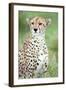 Close-Up of a Female Cheetah (Acinonyx Jubatus) in a Forest, Ndutu, Ngorongoro, Tanzania-null-Framed Premium Photographic Print