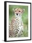 Close-Up of a Female Cheetah (Acinonyx Jubatus) in a Forest, Ndutu, Ngorongoro, Tanzania-null-Framed Premium Photographic Print