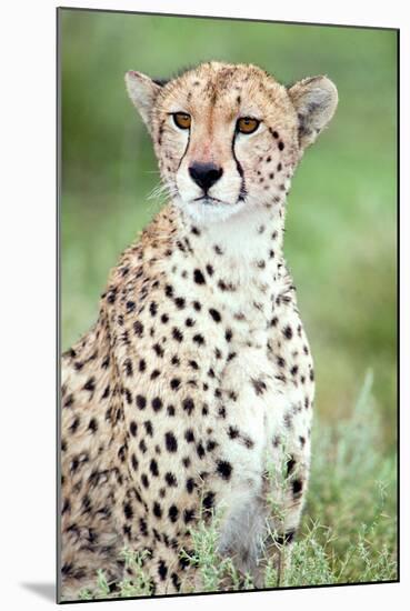 Close-Up of a Female Cheetah (Acinonyx Jubatus) in a Forest, Ndutu, Ngorongoro, Tanzania-null-Mounted Premium Photographic Print