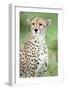 Close-Up of a Female Cheetah (Acinonyx Jubatus) in a Forest, Ndutu, Ngorongoro, Tanzania-null-Framed Photographic Print