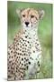 Close-Up of a Female Cheetah (Acinonyx Jubatus) in a Forest, Ndutu, Ngorongoro, Tanzania-null-Mounted Photographic Print