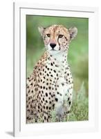 Close-Up of a Female Cheetah (Acinonyx Jubatus) in a Forest, Ndutu, Ngorongoro, Tanzania-null-Framed Photographic Print