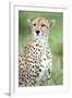 Close-Up of a Female Cheetah (Acinonyx Jubatus) in a Forest, Ndutu, Ngorongoro, Tanzania-null-Framed Photographic Print