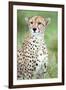 Close-Up of a Female Cheetah (Acinonyx Jubatus) in a Forest, Ndutu, Ngorongoro, Tanzania-null-Framed Photographic Print