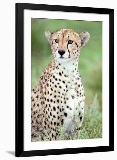 Close-Up of a Female Cheetah (Acinonyx Jubatus) in a Forest, Ndutu, Ngorongoro, Tanzania-null-Framed Photographic Print