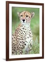 Close-Up of a Female Cheetah (Acinonyx Jubatus) in a Forest, Ndutu, Ngorongoro, Tanzania-null-Framed Photographic Print