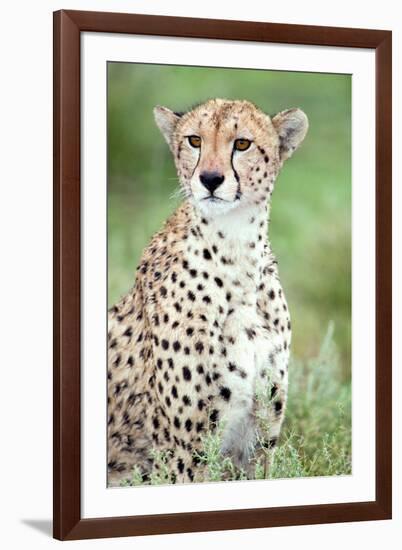 Close-Up of a Female Cheetah (Acinonyx Jubatus) in a Forest, Ndutu, Ngorongoro, Tanzania-null-Framed Photographic Print