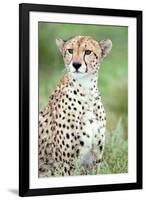 Close-Up of a Female Cheetah (Acinonyx Jubatus) in a Forest, Ndutu, Ngorongoro, Tanzania-null-Framed Photographic Print