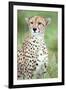 Close-Up of a Female Cheetah (Acinonyx Jubatus) in a Forest, Ndutu, Ngorongoro, Tanzania-null-Framed Photographic Print