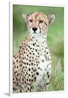 Close-Up of a Female Cheetah (Acinonyx Jubatus) in a Forest, Ndutu, Ngorongoro, Tanzania-null-Framed Photographic Print