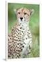 Close-Up of a Female Cheetah (Acinonyx Jubatus) in a Forest, Ndutu, Ngorongoro, Tanzania-null-Framed Photographic Print