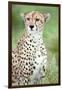 Close-Up of a Female Cheetah (Acinonyx Jubatus) in a Forest, Ndutu, Ngorongoro, Tanzania-null-Framed Photographic Print