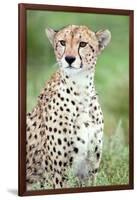 Close-Up of a Female Cheetah (Acinonyx Jubatus) in a Forest, Ndutu, Ngorongoro, Tanzania-null-Framed Photographic Print