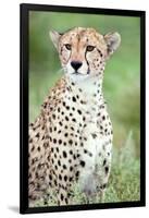 Close-Up of a Female Cheetah (Acinonyx Jubatus) in a Forest, Ndutu, Ngorongoro, Tanzania-null-Framed Photographic Print