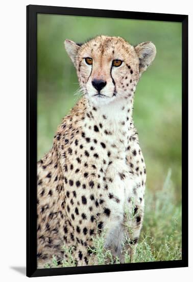 Close-Up of a Female Cheetah (Acinonyx Jubatus) in a Forest, Ndutu, Ngorongoro, Tanzania-null-Framed Photographic Print