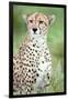 Close-Up of a Female Cheetah (Acinonyx Jubatus) in a Forest, Ndutu, Ngorongoro, Tanzania-null-Framed Photographic Print