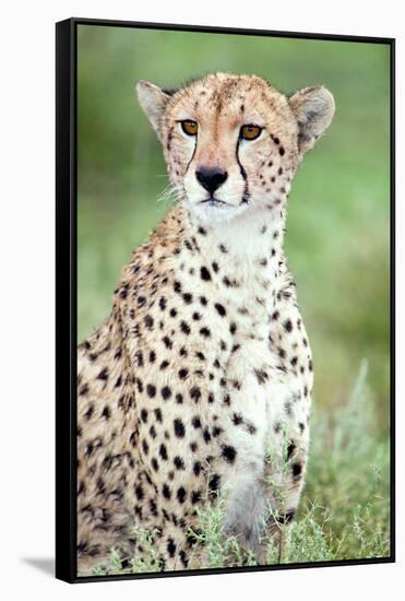 Close-Up of a Female Cheetah (Acinonyx Jubatus) in a Forest, Ndutu, Ngorongoro, Tanzania-null-Framed Stretched Canvas