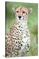 Close-Up of a Female Cheetah (Acinonyx Jubatus) in a Forest, Ndutu, Ngorongoro, Tanzania-null-Stretched Canvas